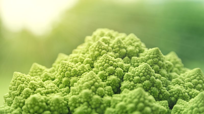 Sustainable Food